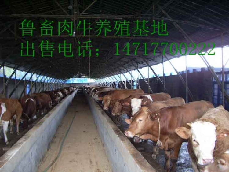 山东肉牛价格肉牛饲养技术山东肉牛养殖场-产品大全