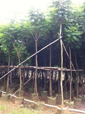 5-10cm