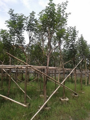ƻľ8-11cm