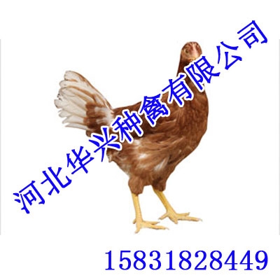 海兰灰,海兰灰鸡苗,海兰灰价格