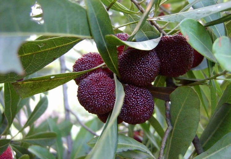 2014Ϫ÷ũ