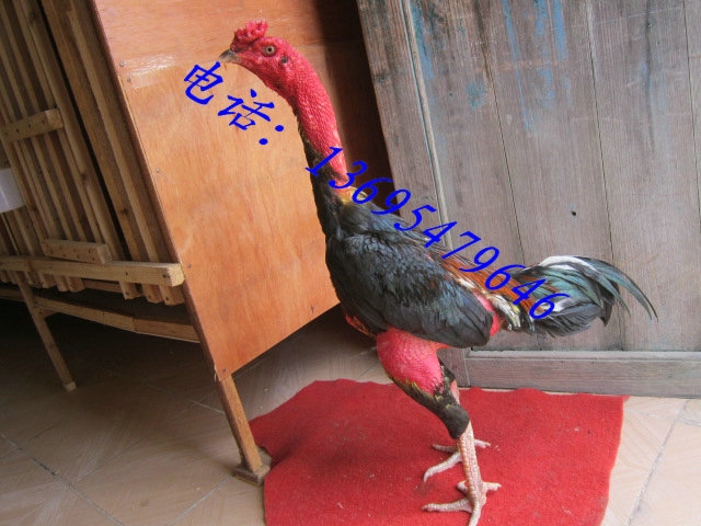 ֳ󶷼ֳ