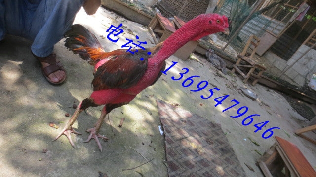 Ķֳĺʢ˶