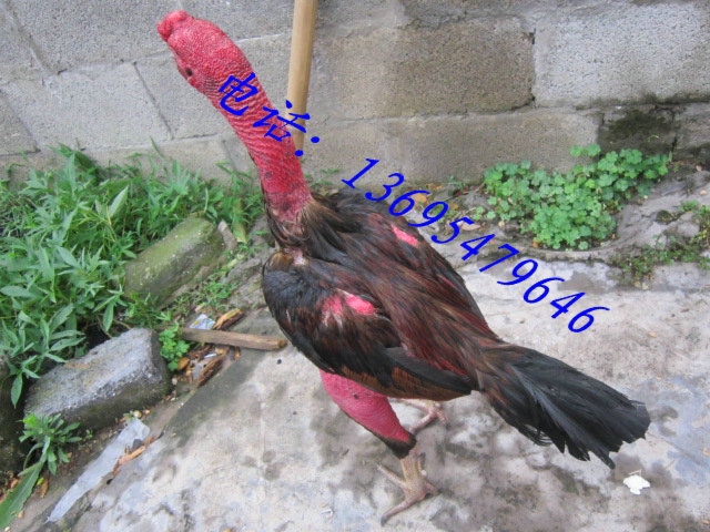 Խ϶ֳֳ
