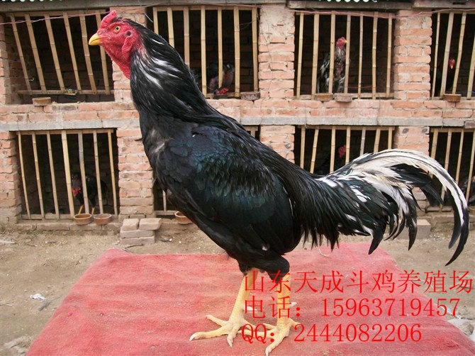 նֳ