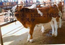 Ӧ600ͷţ