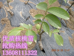 8518޽Ӻ