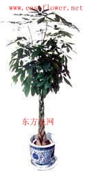 ʻٵݣʻ100