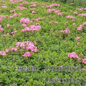 ҶܺԴҹӦ