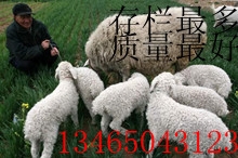 Сβ۸깩ӦСβ