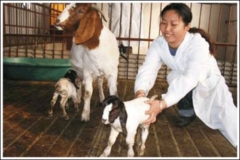 新牛羊怀胎母羊波尔山羊价格