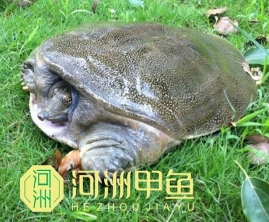 Ӧ̬̬