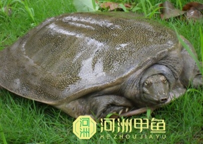 ӦͲ̬̬
