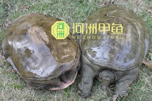 Ӧ̬̬