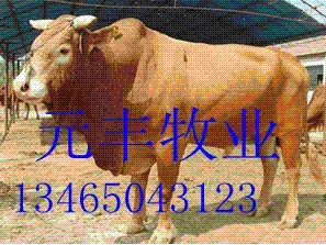 鲁西黄牛500头500斤的40