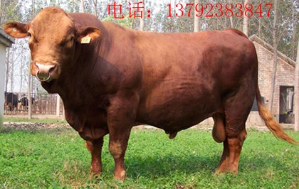 ľţֳľţ۸