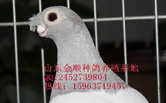 㽭͸룿