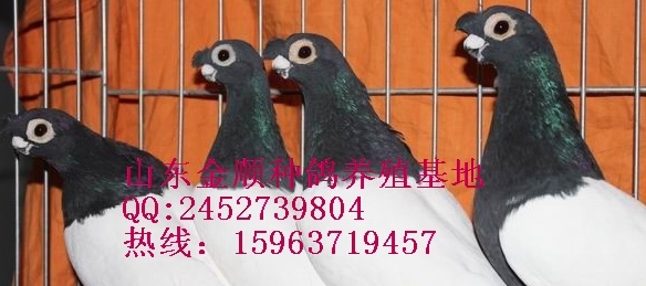 Ĵ͸룿