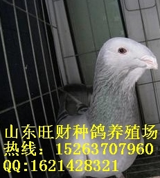 ͸룿(͸ָ)