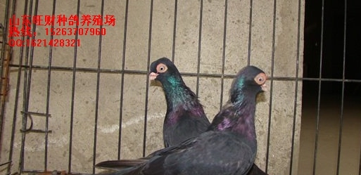 ͸룿
