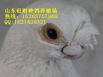 ɽ͸?