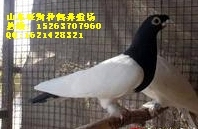 ͸룿