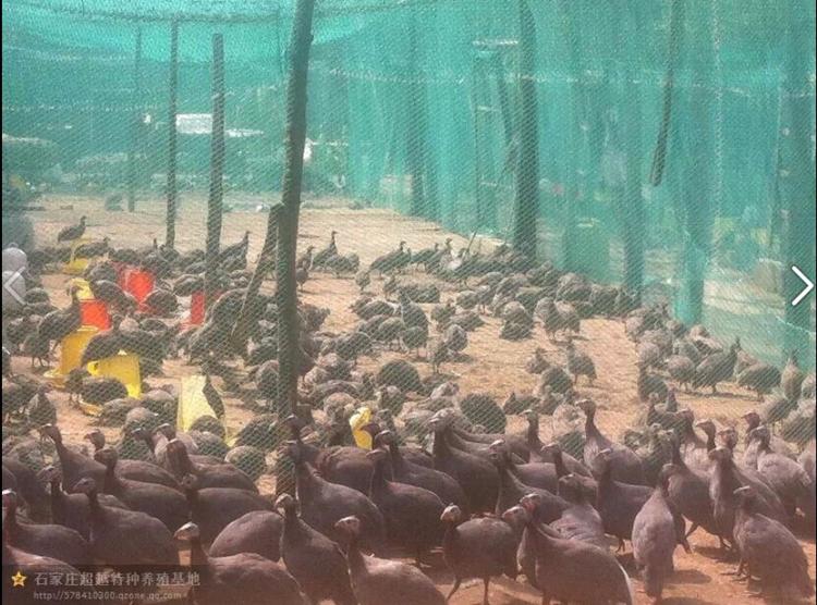鼦ֳӱ鼦ֳ鼦