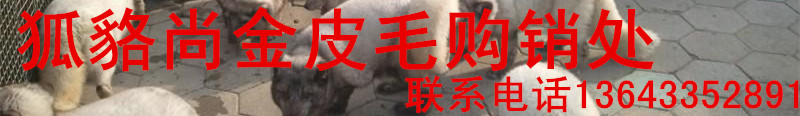 貉子狐狸常年对外出售种源