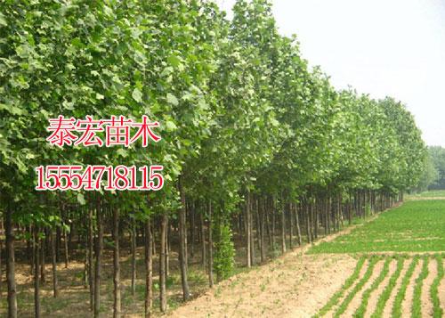 2014年销售安徽合肥速生法桐