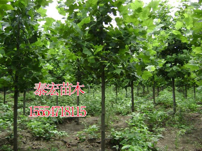 供应2014年山东济南速生法桐
