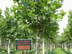 2014年天津速生法桐价格