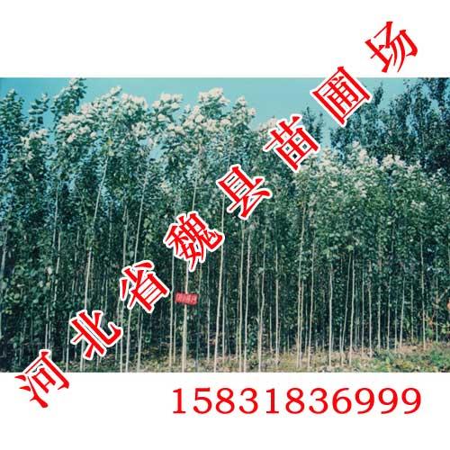 邯郸窄冠白杨1号,窄冠白杨1号