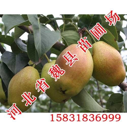 ¶,¶,
