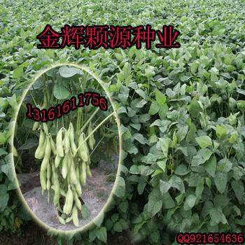 农科6号特早熟大豆种子