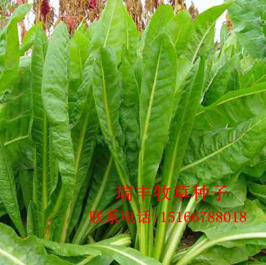 河南濮阳市菊苣牧草种子哪里卖