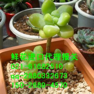 进口鲜花报关程序|上海鲜花报关