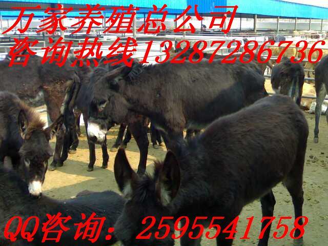 ¿(¿¿磬¿)