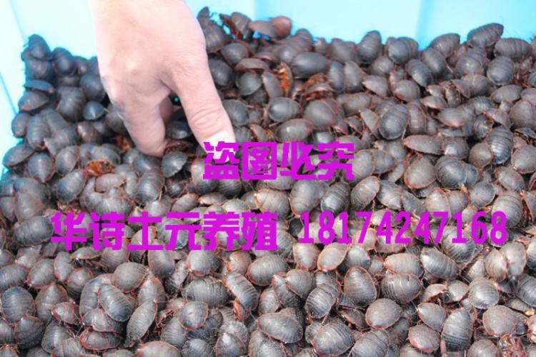 ʫԪֳ(ʫ)