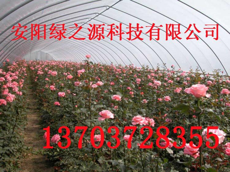 ҴǼֹܻܻܶпֹܴ