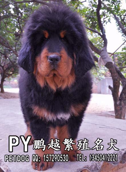 г۲湷