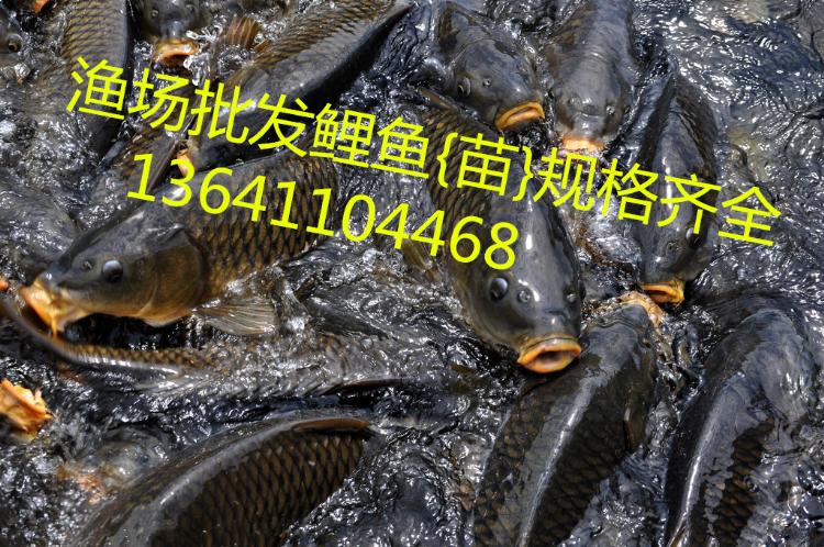 泡ӦĻĻ/
