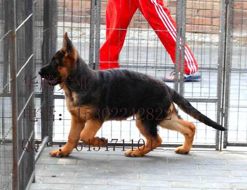 纯种德国牧羊犬出售弓背黑背德牧幼犬出售