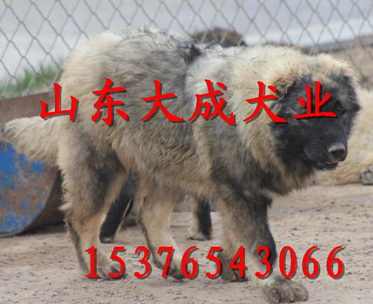 ⹷ֳ(⹷ֳ)
