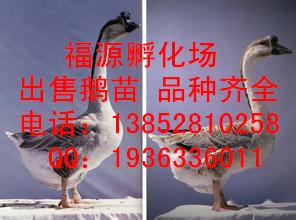 ۸(۸۸)