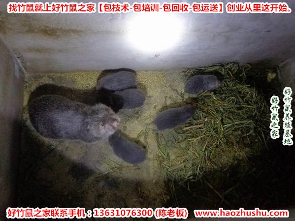 似(似)