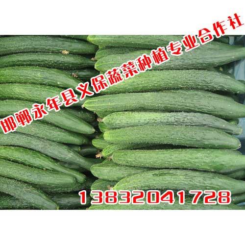 邯郸绿色蔬菜,邯郸永年义保蔬菜