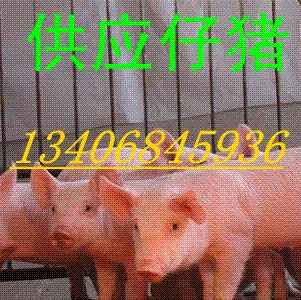 ۸ֳ