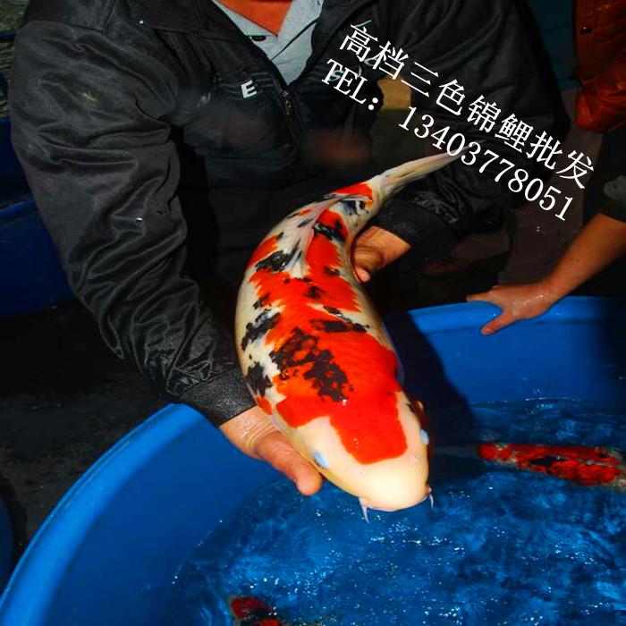大正三色锦鲤三色锦鲤鱼日本大三色锦鲤