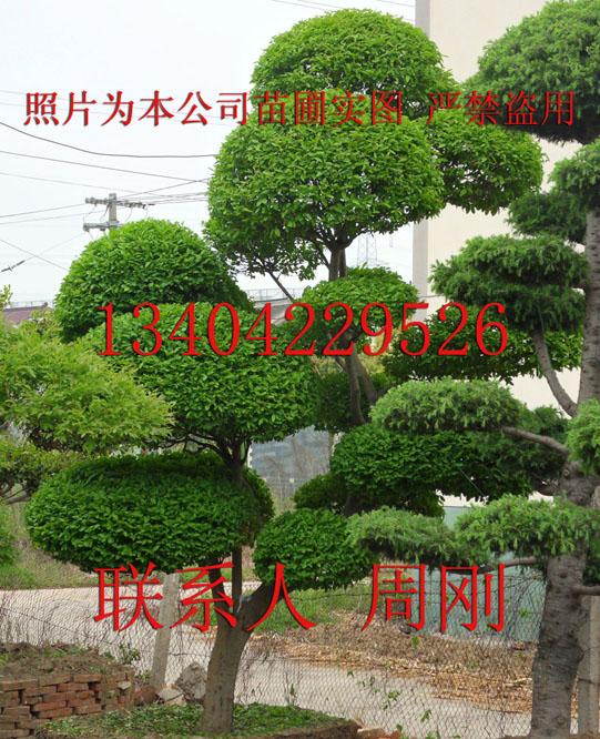 造型小叶女贞、造型女贞、苏州园林景观设计