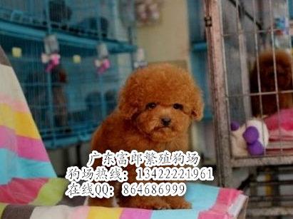 г̩ܲ豭̩ܶǮ
